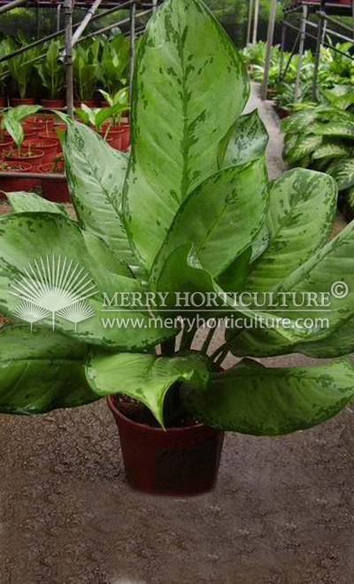 Aglaonema freeman (Pot 170)